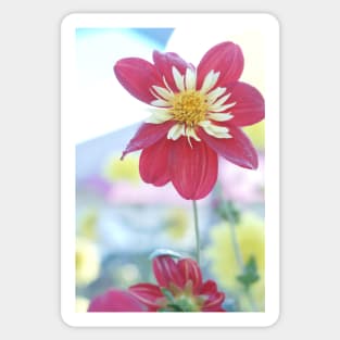 Dahlia Flower 3 Sticker